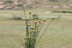 Xyris pauciflora